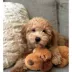 Smart Pet Love Snuggle Puppy™ New Puppy Starter Kit image thumbnail 5