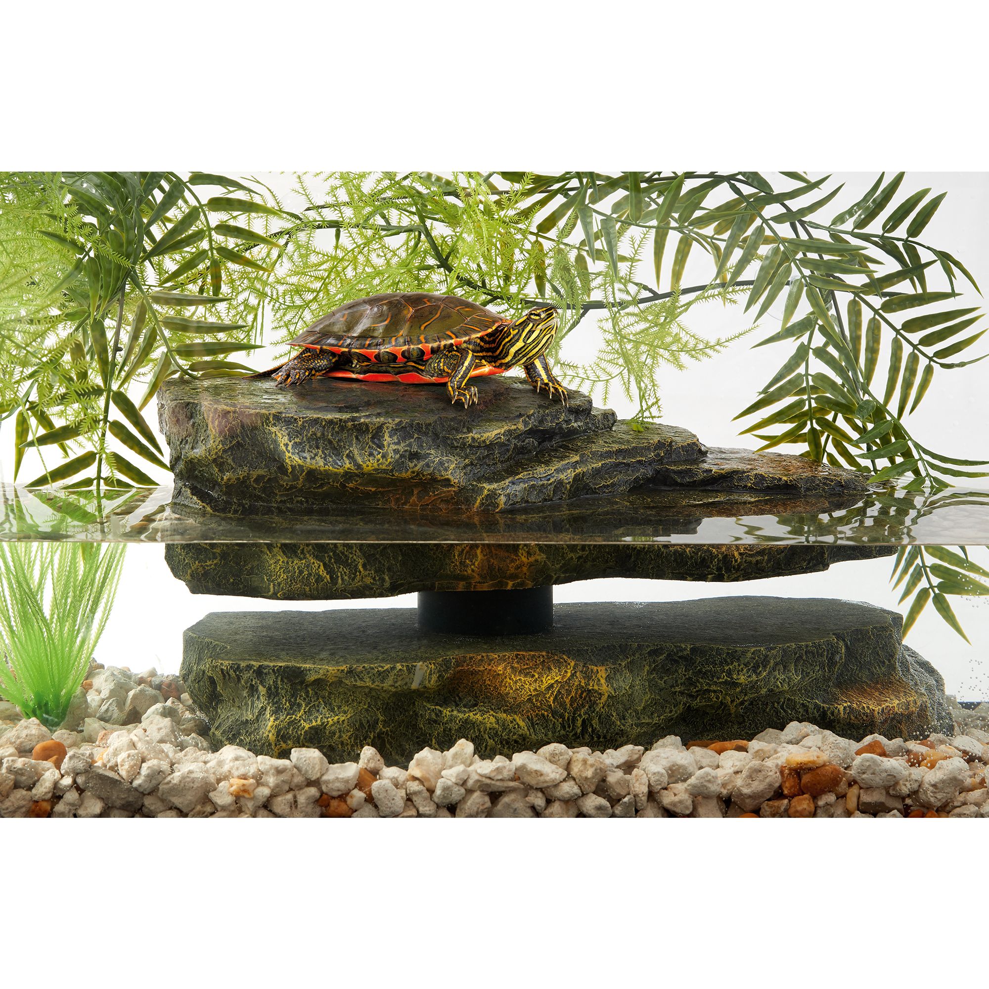 turtle basking platform petsmart