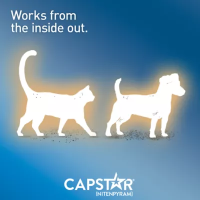 Product Capstar™ Small Dog & Cat Flea Treatment - 6 Count