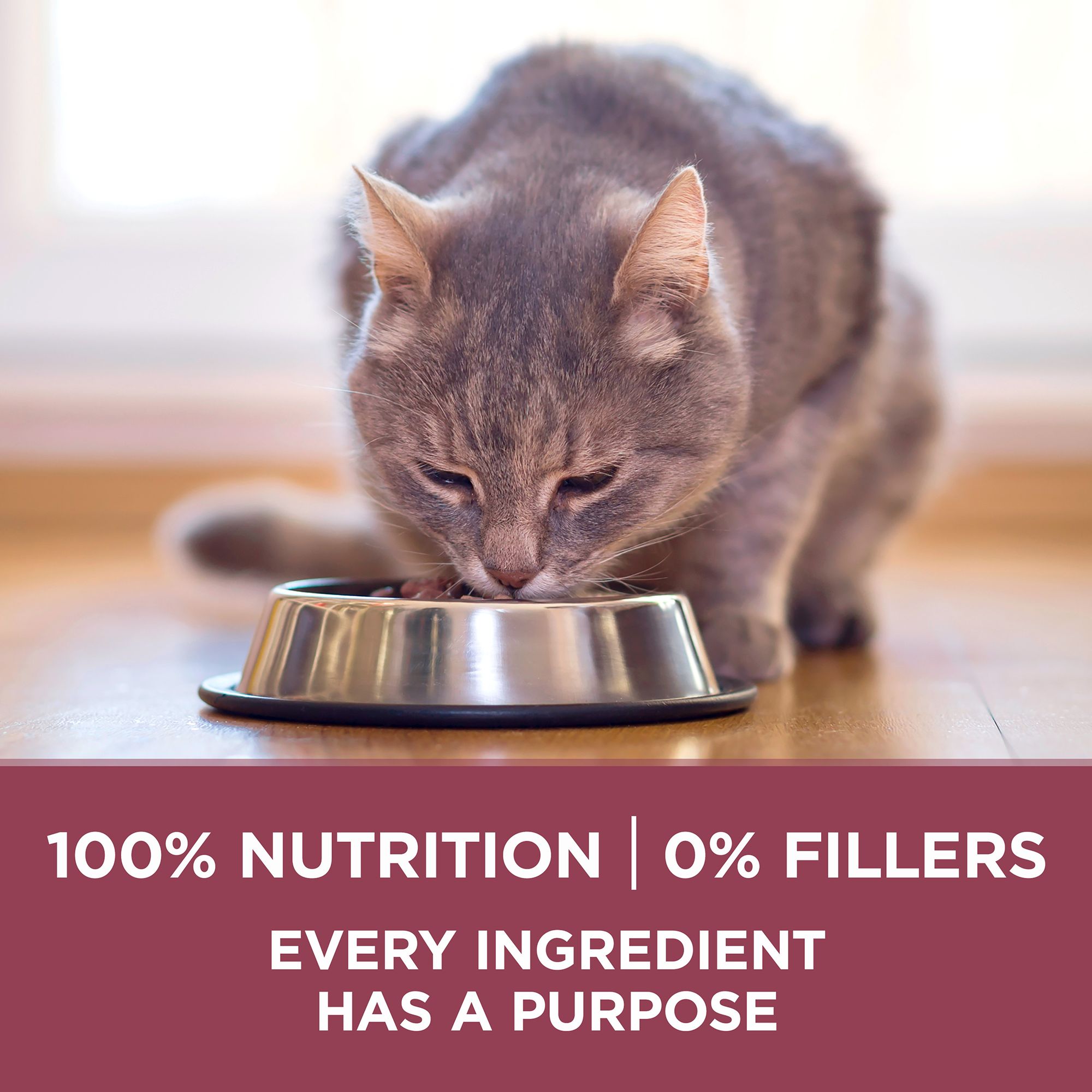 Purina cat food for older cats best sale