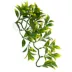 Thrive Medium Hanging Terrarium Plant image thumbnail 1