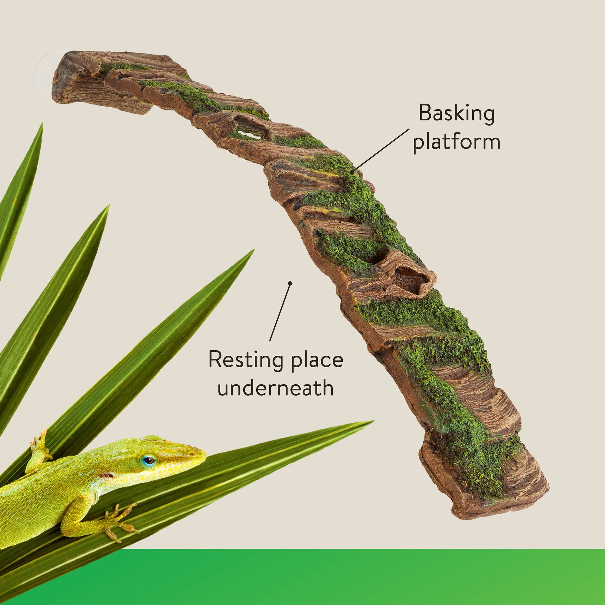 Thrive Hollow Wood Reptile Ramp - Climbing Terrarium Decor - thumbnail 3