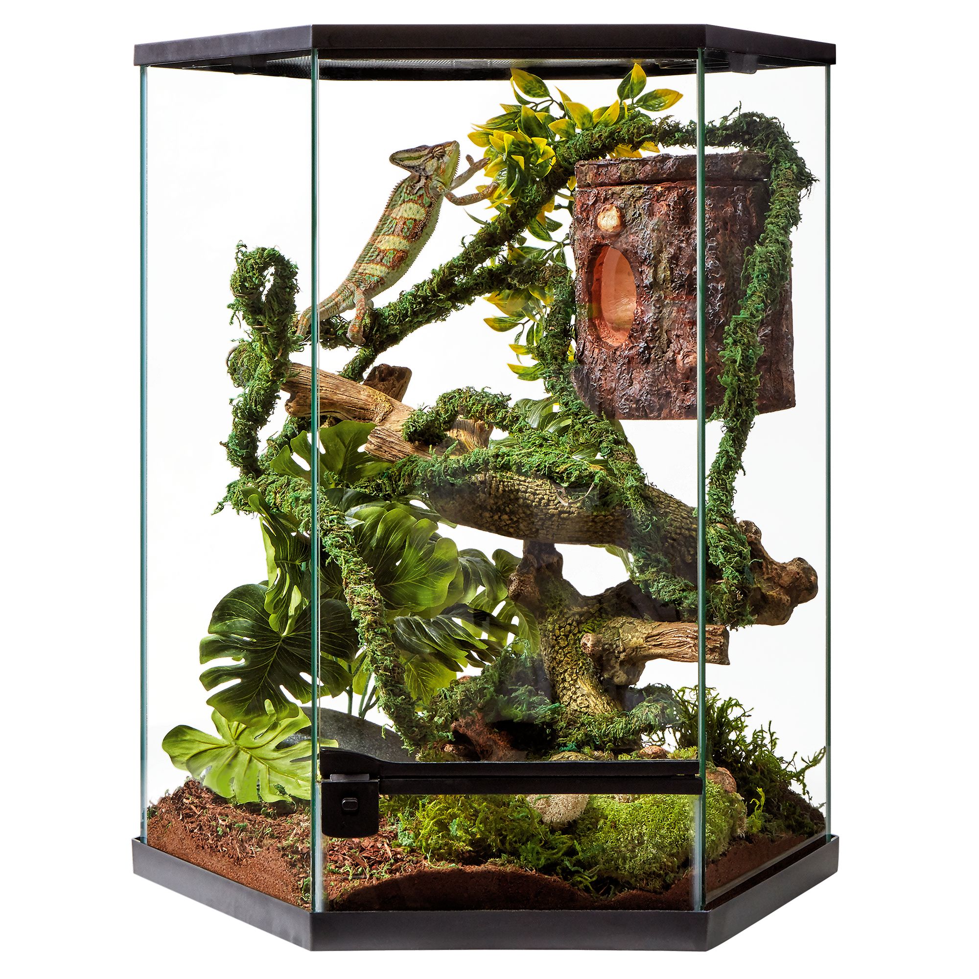 Tropical Terrarium Plants for Reptiles