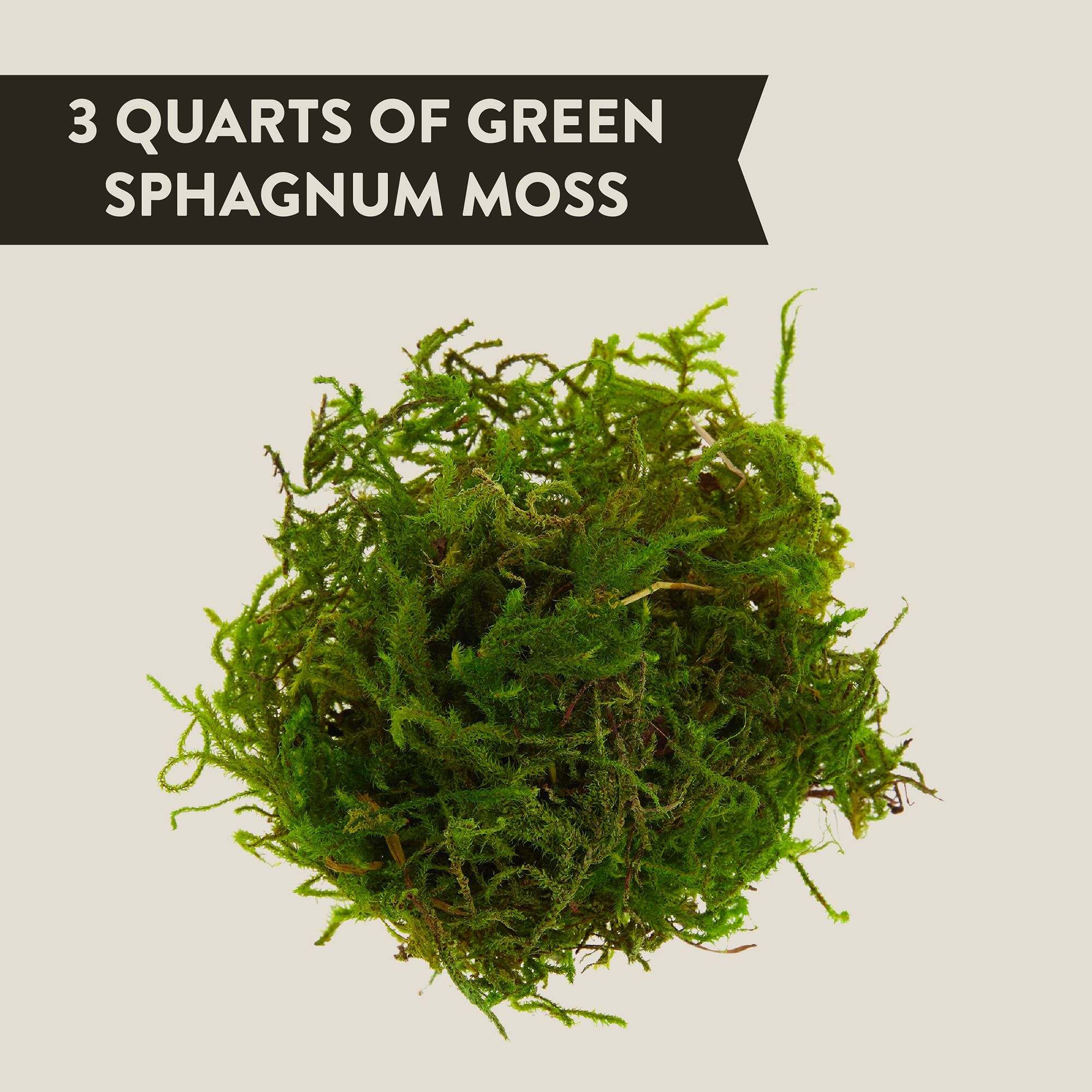 Thrive Tropical Reptile Green Sphagnum Moss - Terrarium Moss Substrate - 3 qt - thumbnail 2