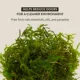 Product Thrive Tropical Reptile Green Sphagnum Moss