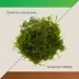 Thrive Tropical Reptile Green Sphagnum Moss image thumbnail 5