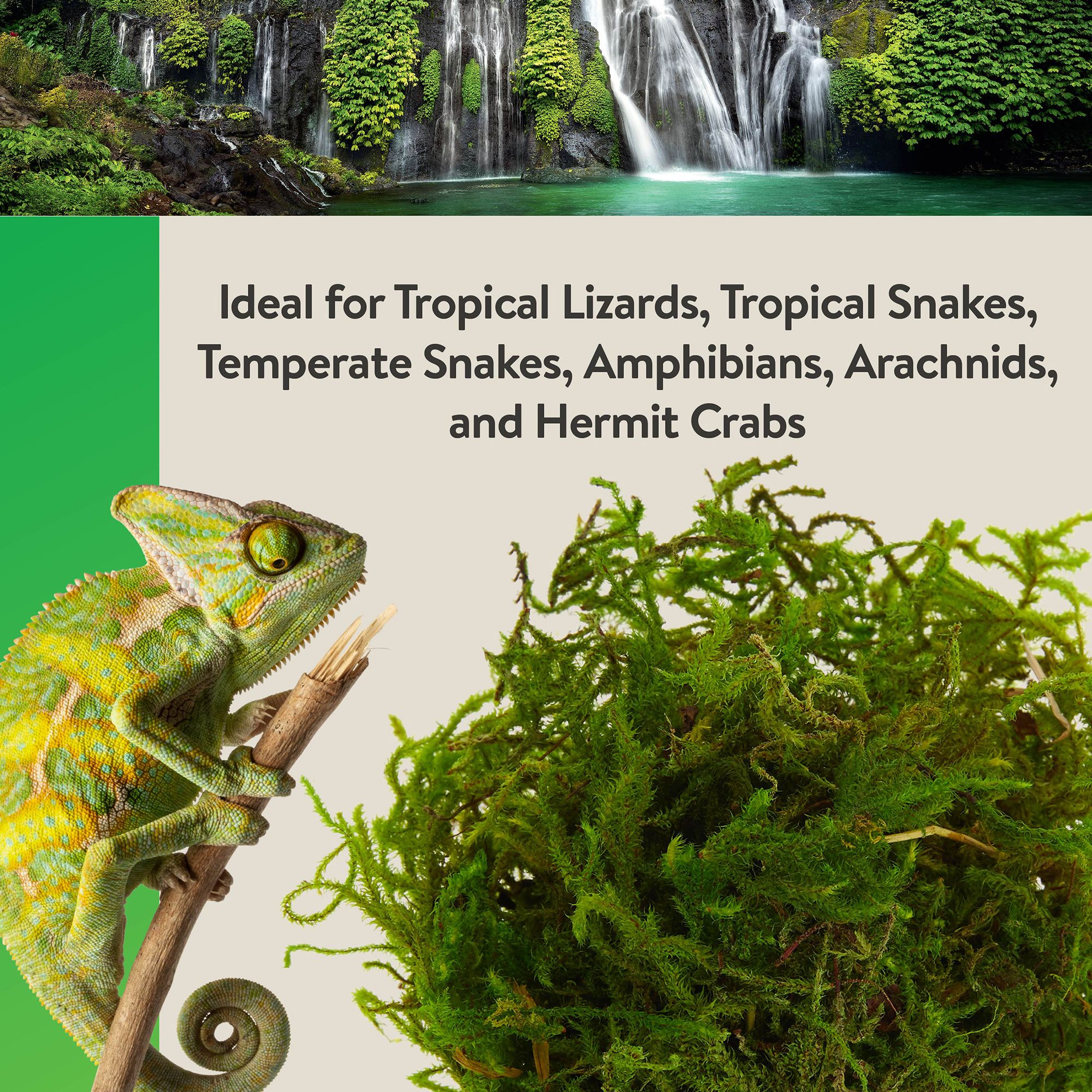 Thrive Tropical Reptile Green Sphagnum Moss - Terrarium Moss Substrate - 3 qt - thumbnail 6