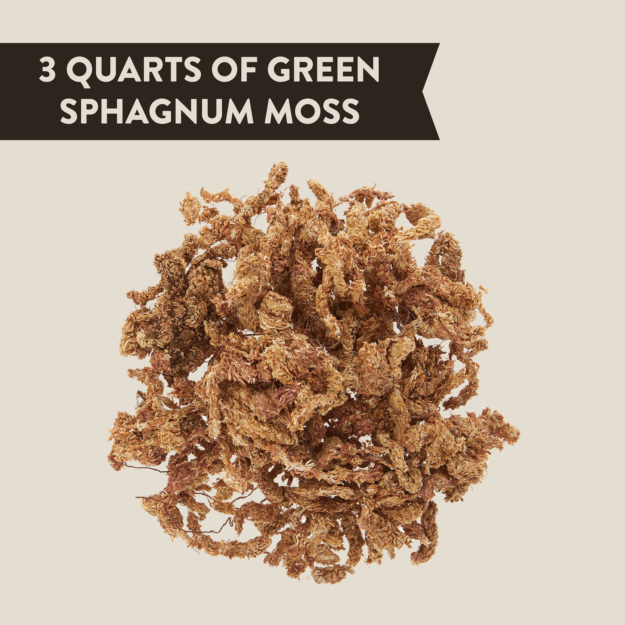 Thrive Sphagnum Reptile Moss Reptile Substrate Bedding Petsmart