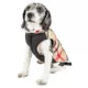 Product Pet Life® "Allegiance" Classic Plaid Pet Coat