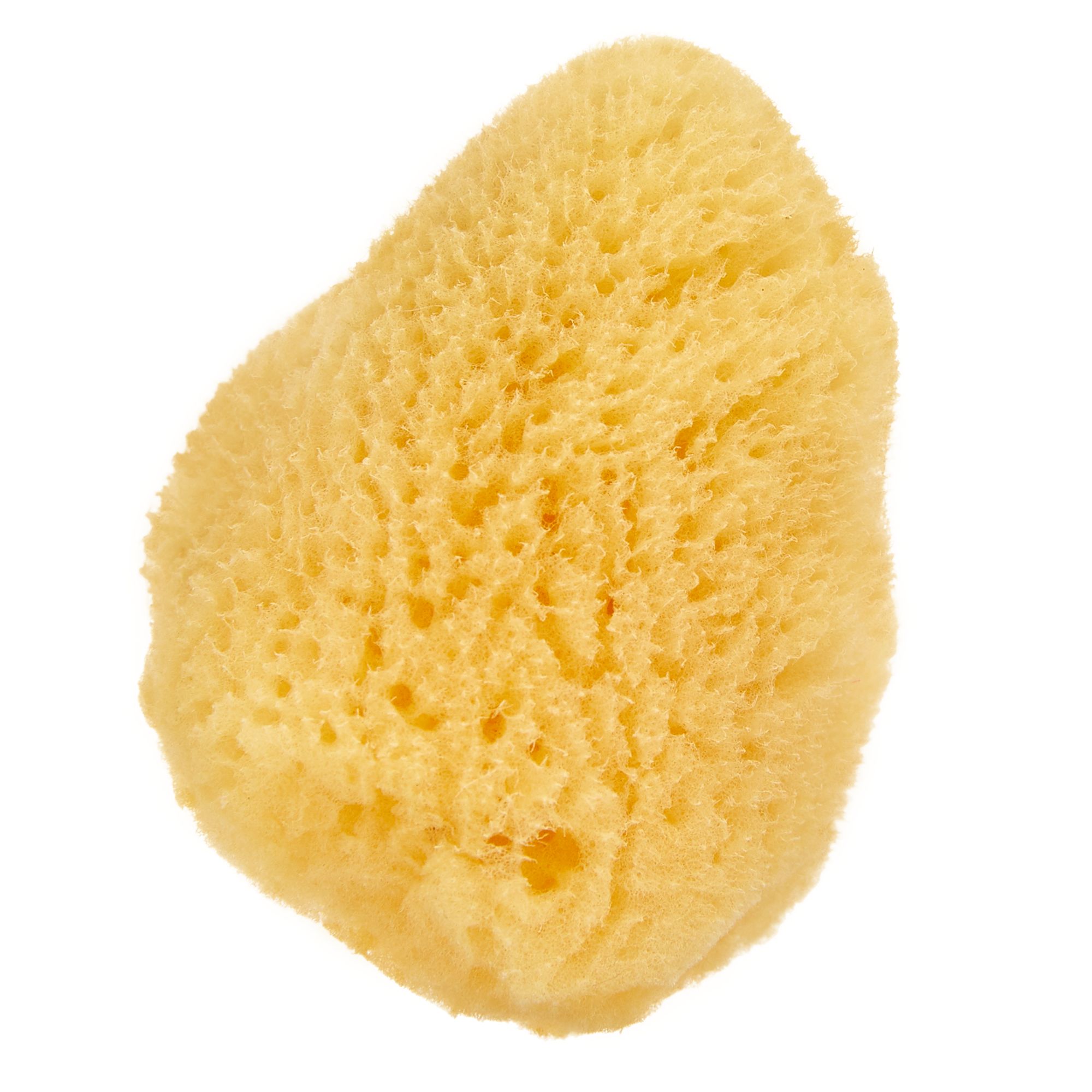 Thrive Tropical Hermit Crab Sea Sponge - Hermit Crab Humidity Sponge - thumbnail 3