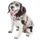 Product Pet Life® Luxe "Furracious" Cheetah Faux Fur Pet Coat