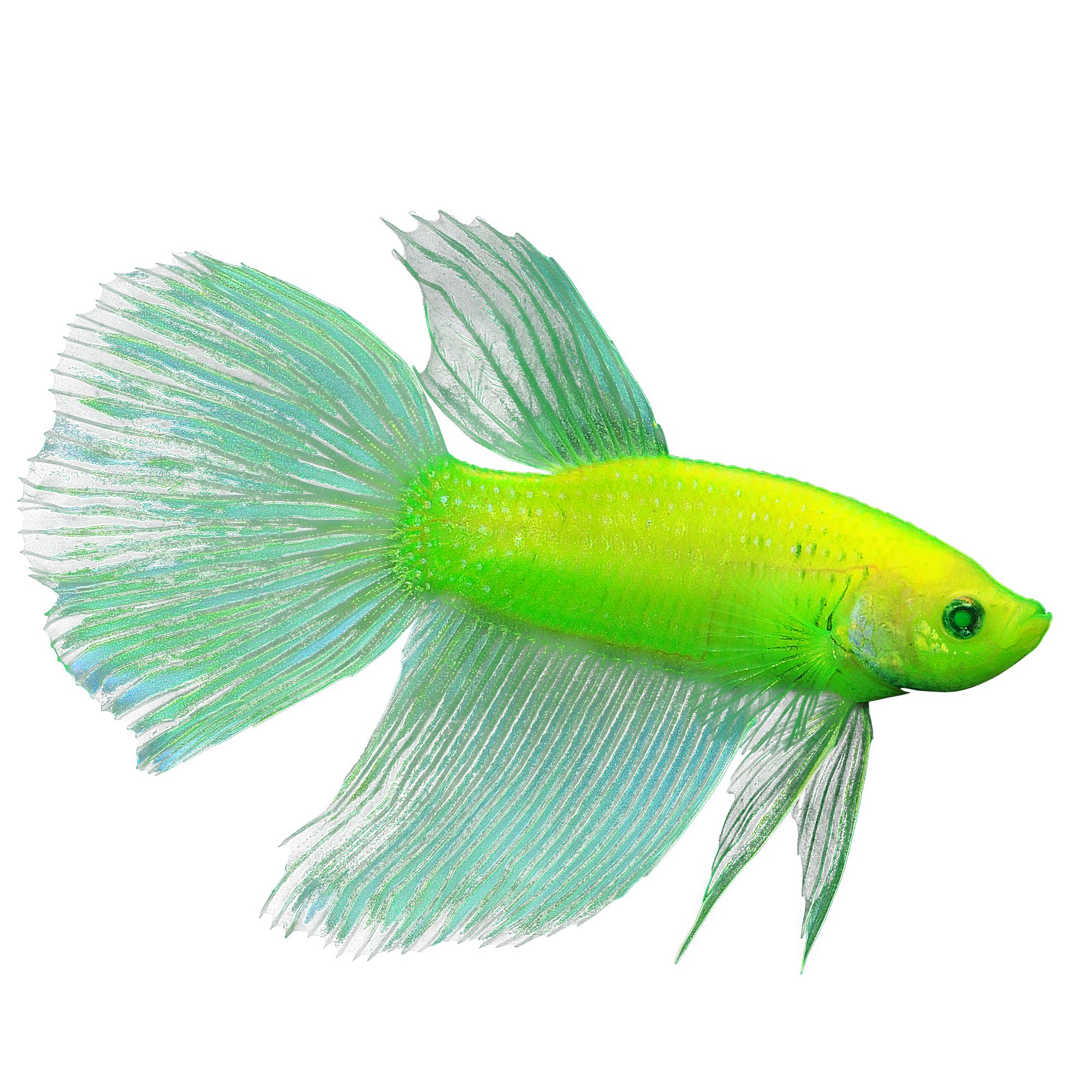 petsmart fish