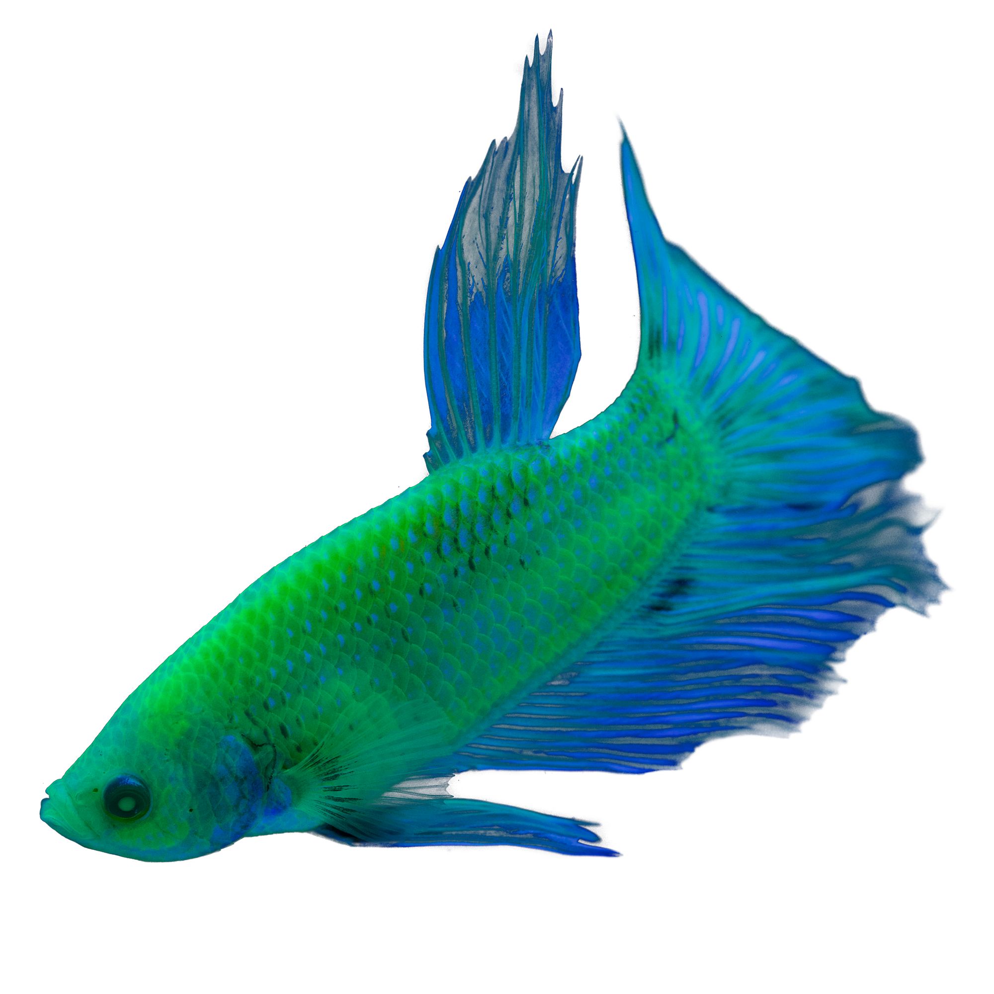 Glofish Electric Green Premium Male Betta Fish Fish Goldfish Betta More Petsmart