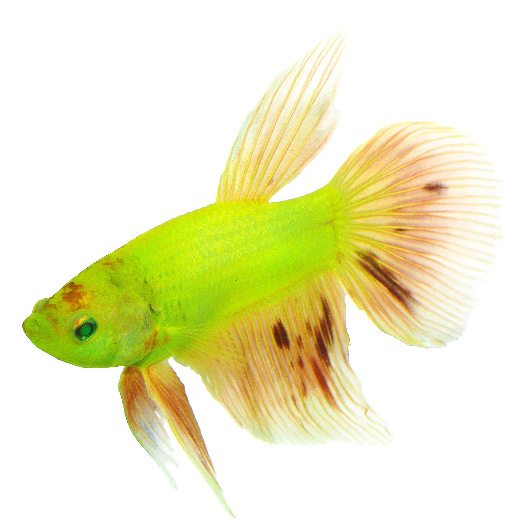 Glofish Electric Green Premium Male Betta Fish Fish Goldfish