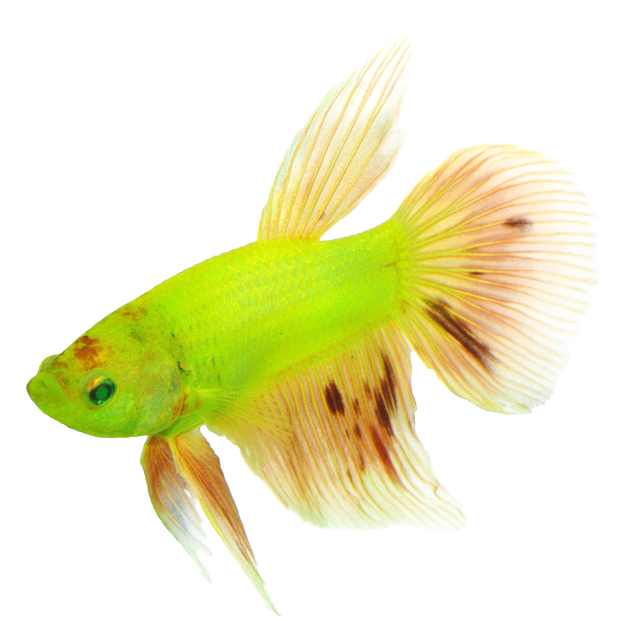 betta fish toys petsmart