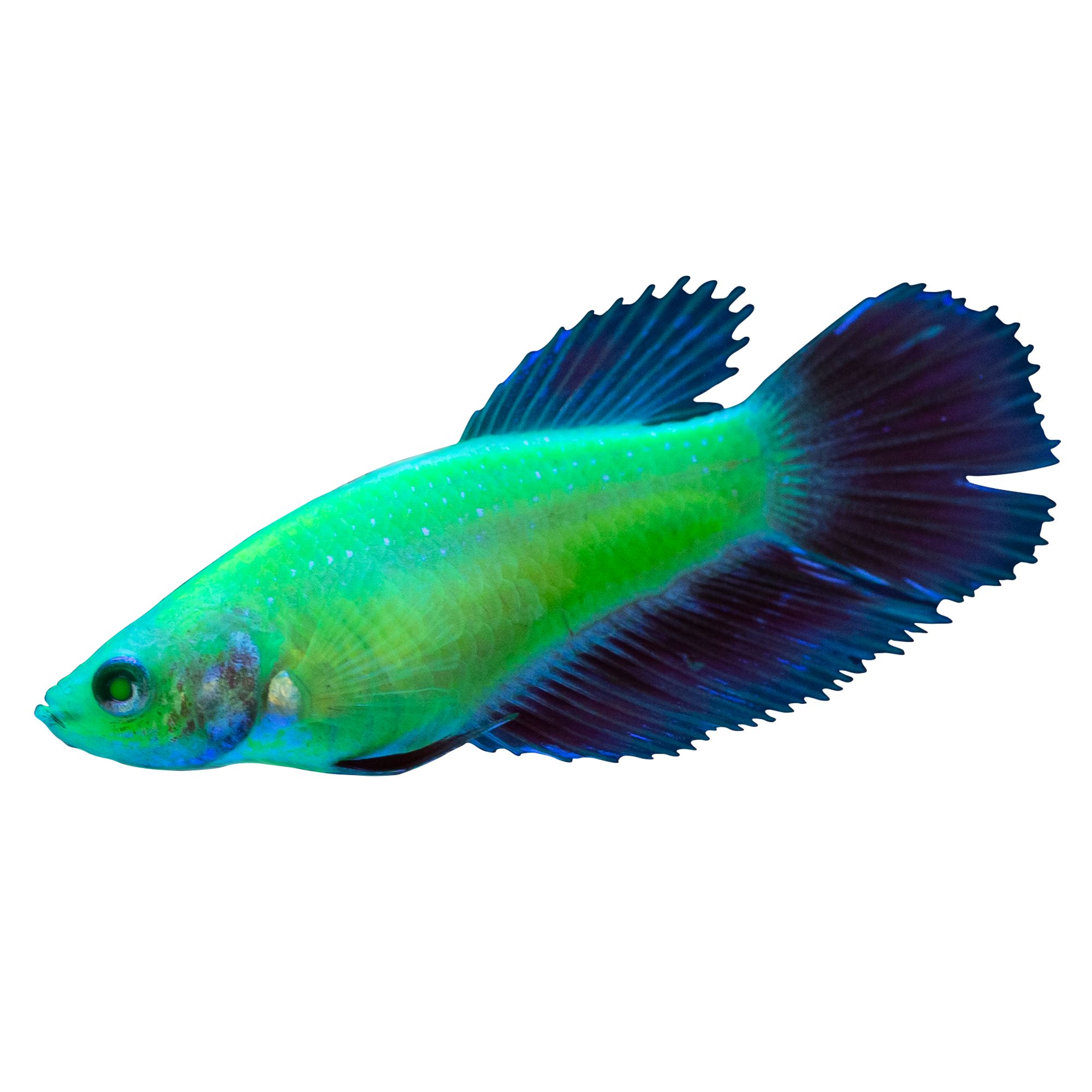 regular betta fish