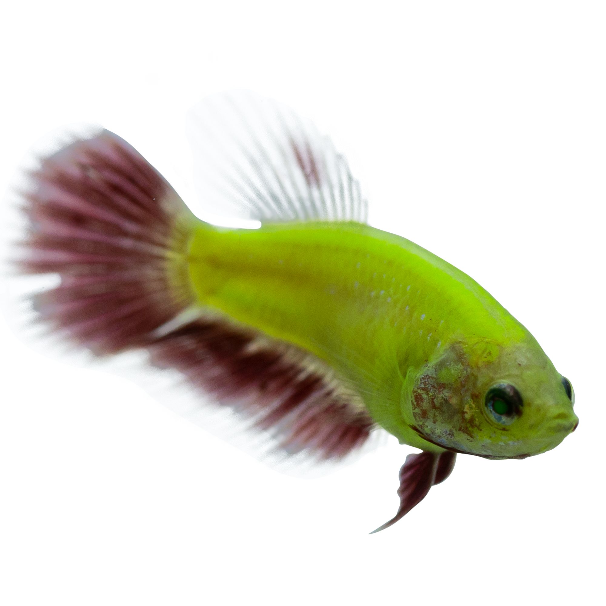 glofish petsmart canada