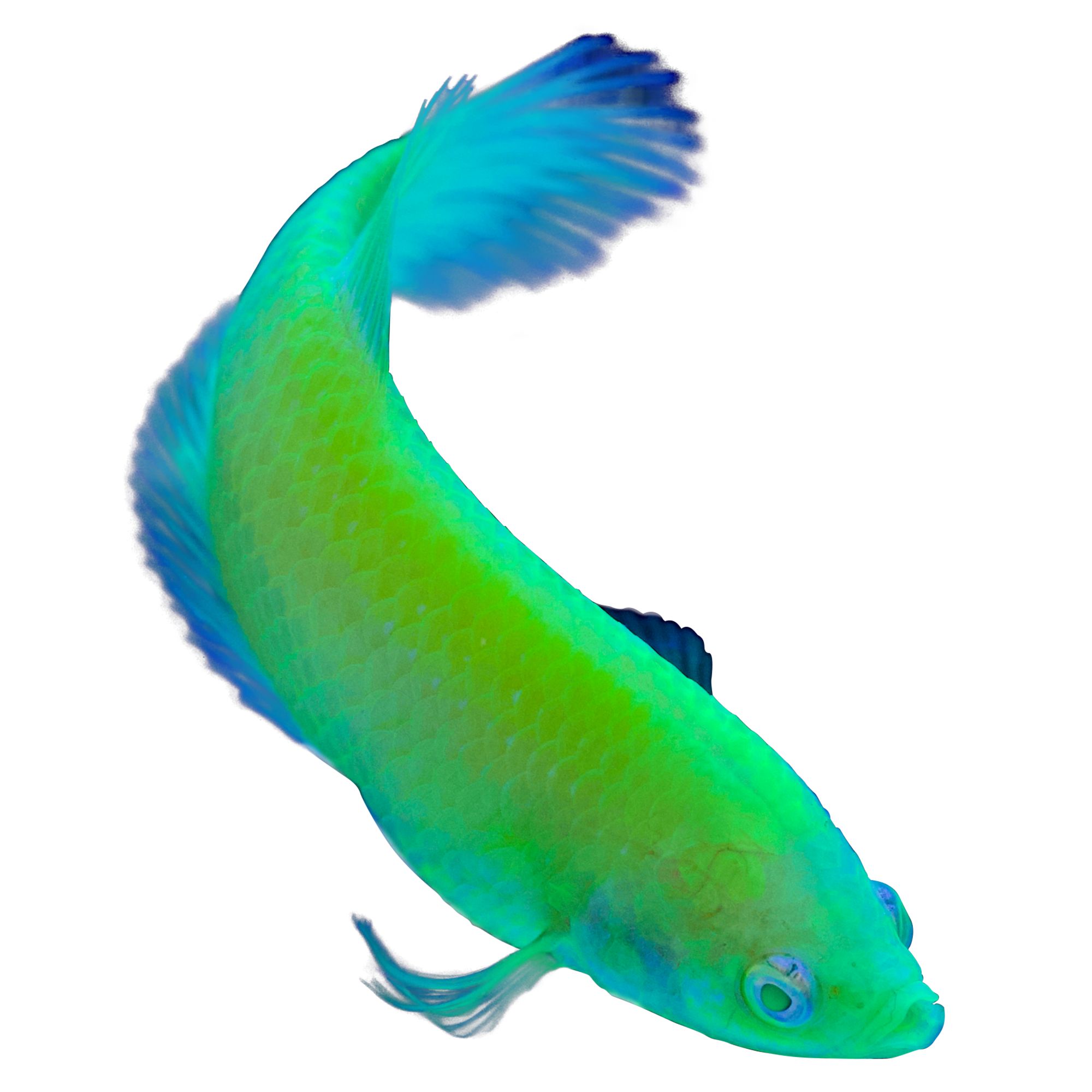 GloFish® Electric Green® Female Betta Fish fish Goldfish, Betta