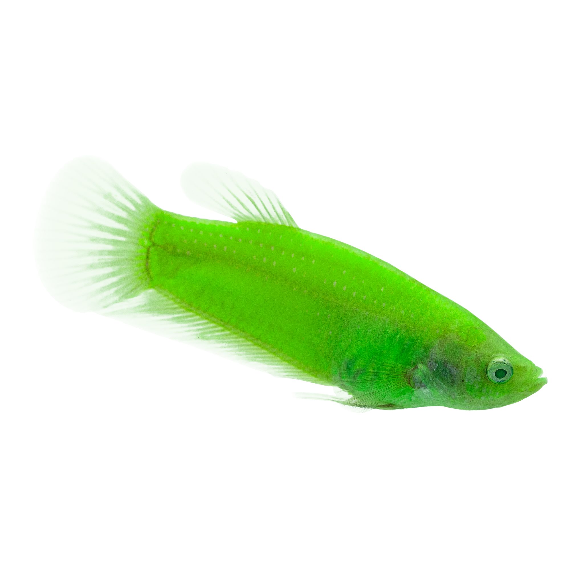 Glofish Electric Green Female Betta Fish Fish Goldfish Betta