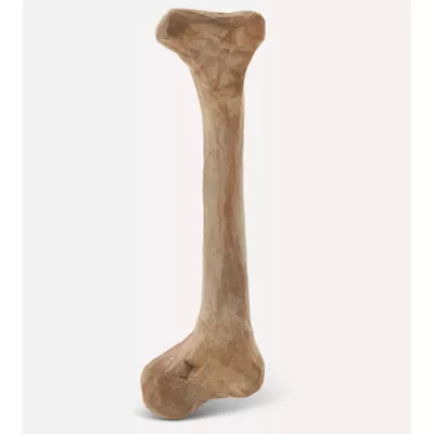 Product Joyhound® Boss Bones Femur Chew Dog Toy