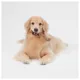 Product Joyhound® Boss Bones Femur Chew Dog Toy