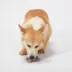 Joyhound® Boss Bones Twist Puppy Chew Toy image thumbnail 3