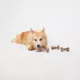 Product Joyhound® Boss Bones Puppy Chew Toys - 3 Pack
