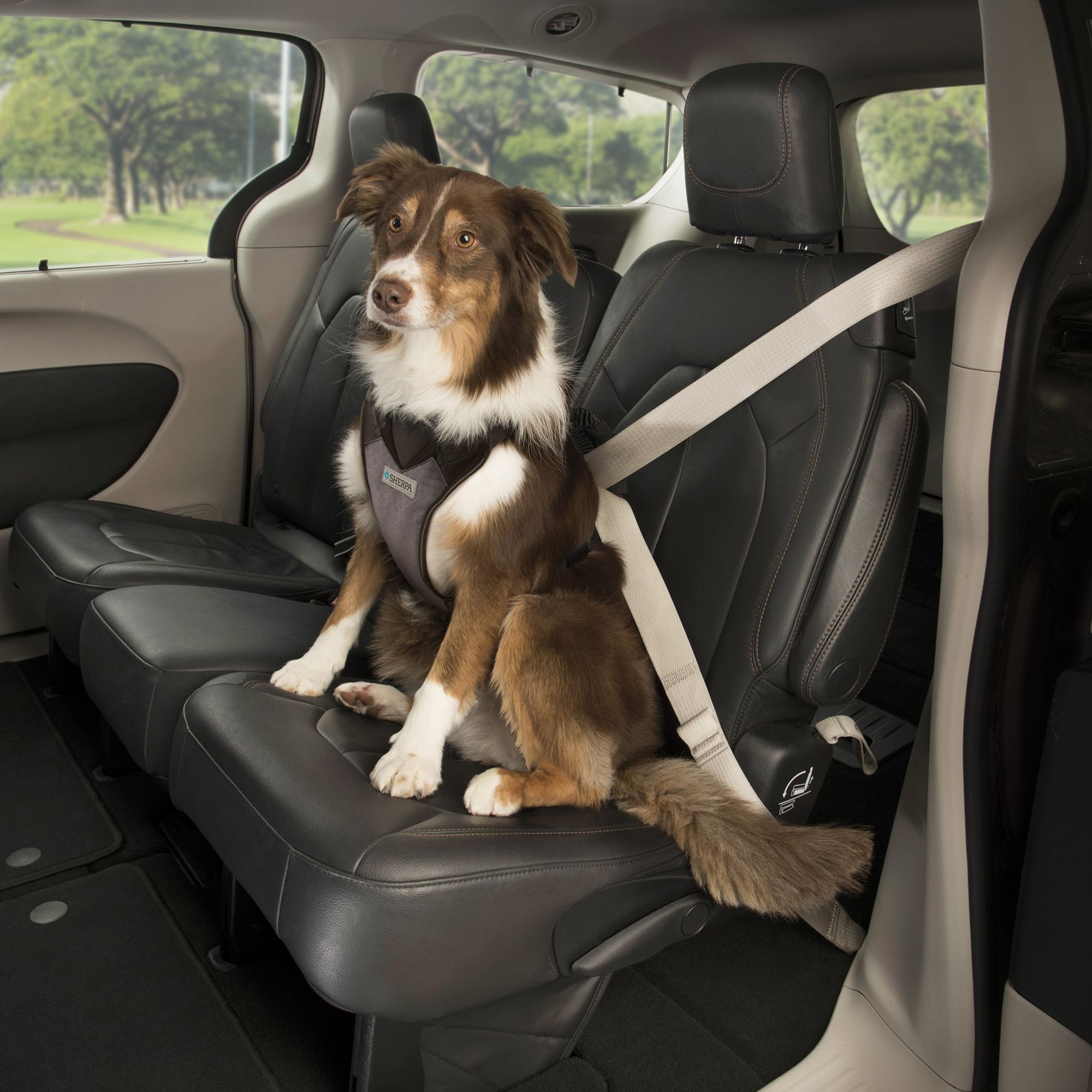 dog car harness petsmart