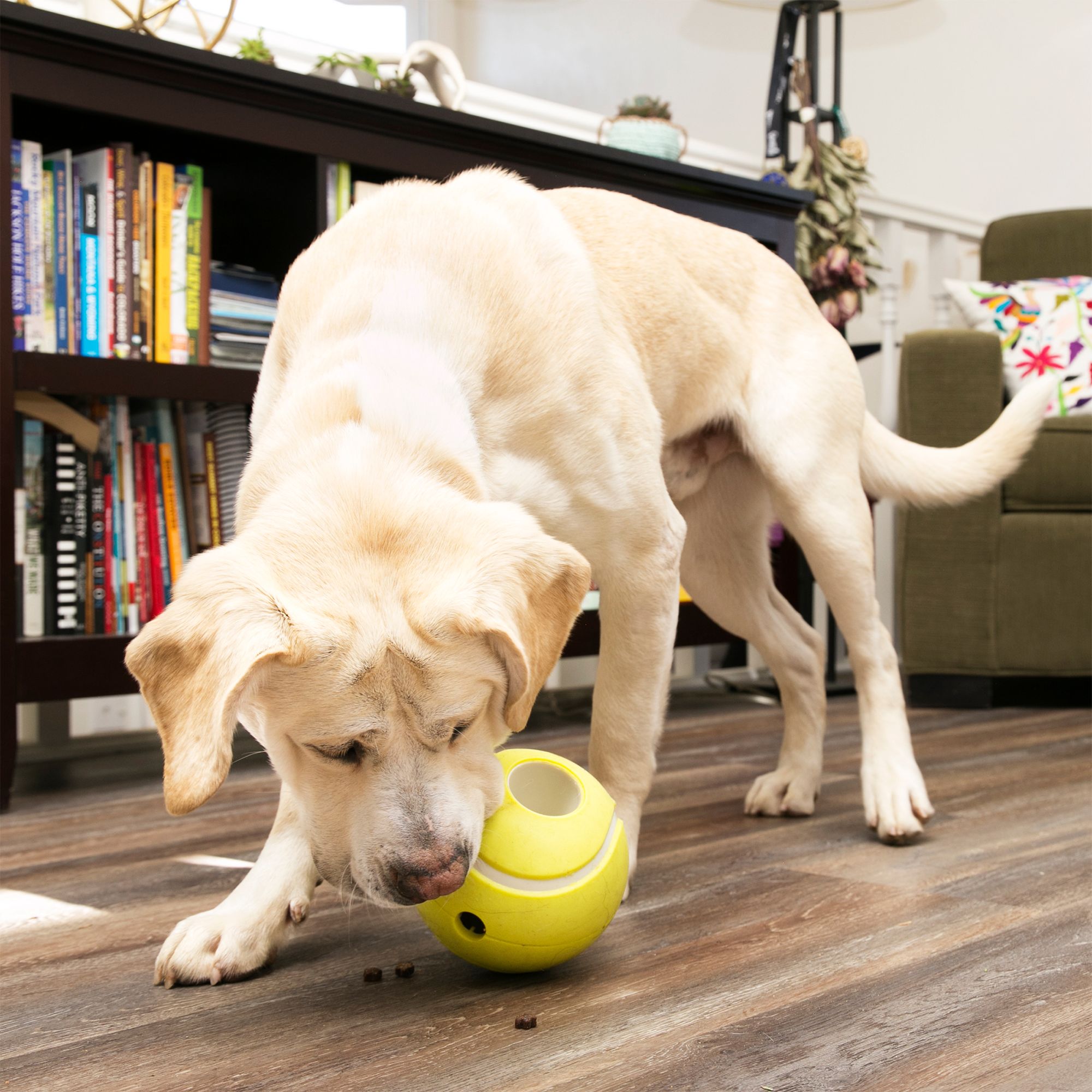 tennis ball dispenser for dogs