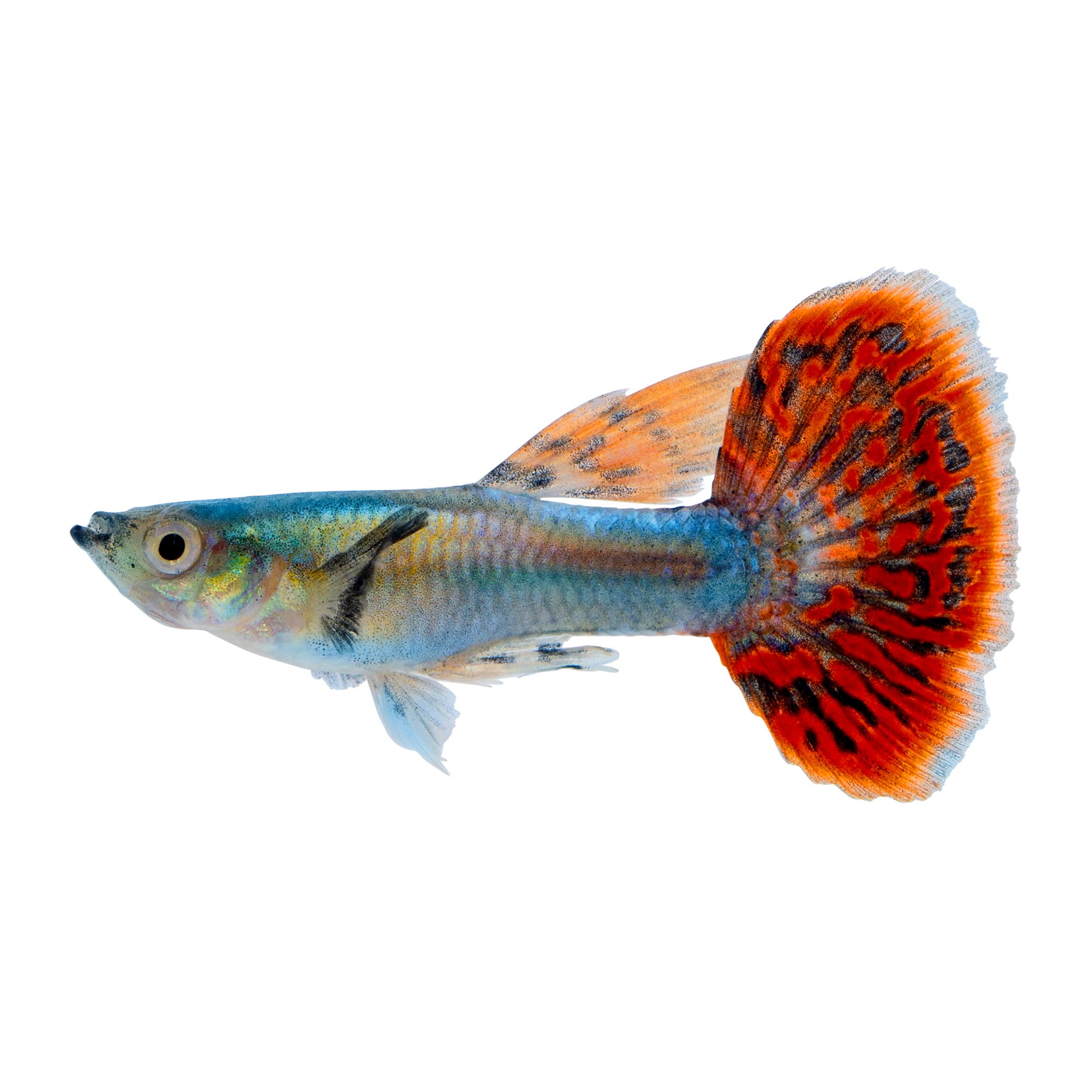 Fancy 2025 guppies petsmart