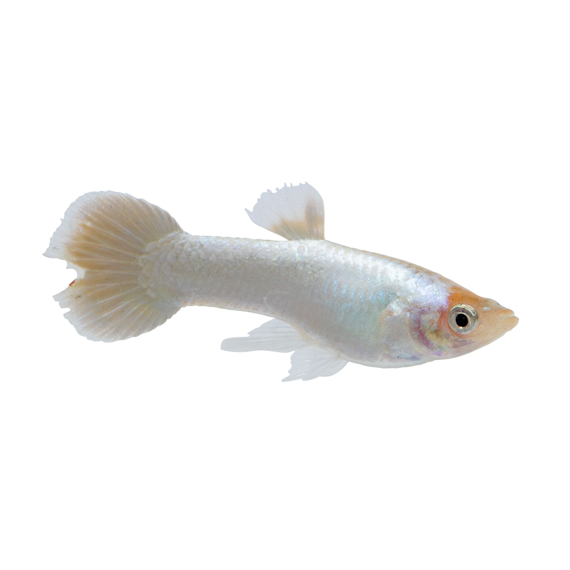 Types of fish at sales petsmart