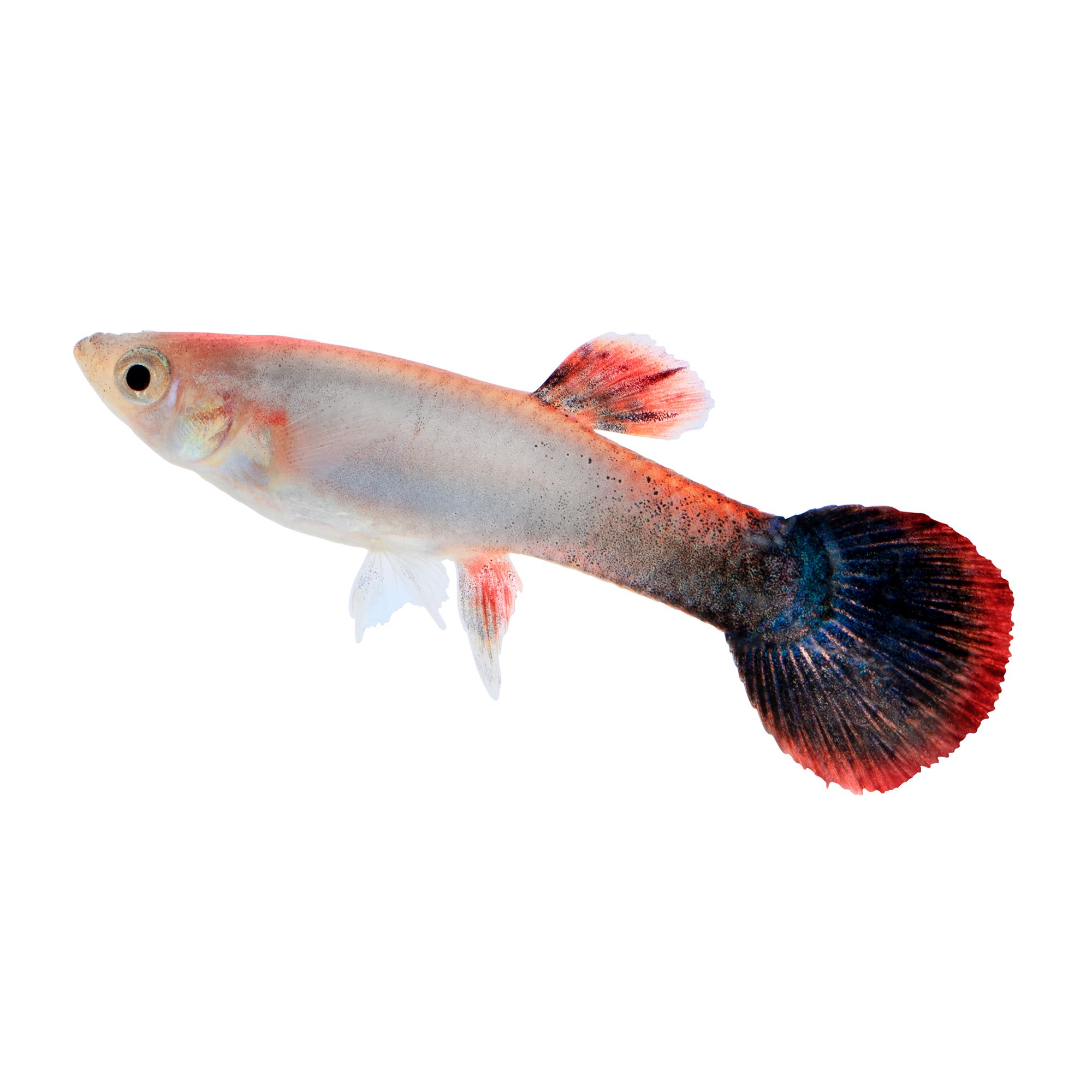 Petsmart guppies clearance