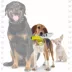 TUFFY® Banana 2-in-1 Dog Toy - Tough Plush image thumbnail 5