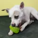 Product Starmark® Everlasting Treat Sprocket Dog Toy - Chicken Flavor