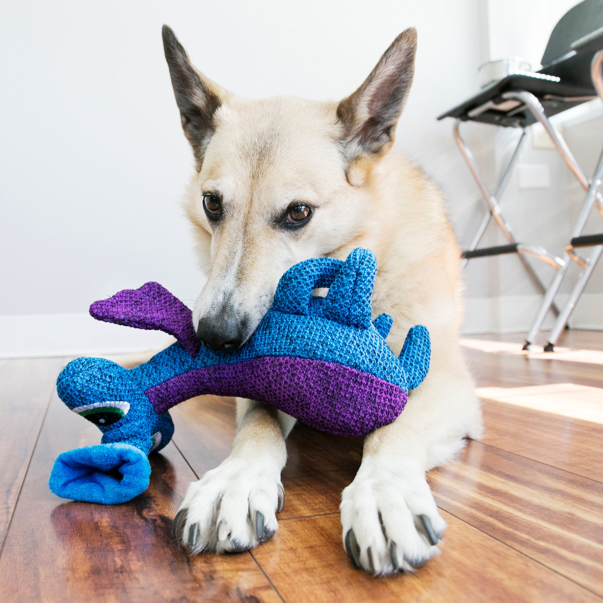 blue dog dog toy