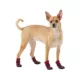 Product Top Paw® Outdoor Dog Booties
