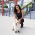 Pawz Rubber Dog Boots - Black image thumbnail 2