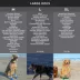 Pawz Rubber Dog Boots - Black image thumbnail 4