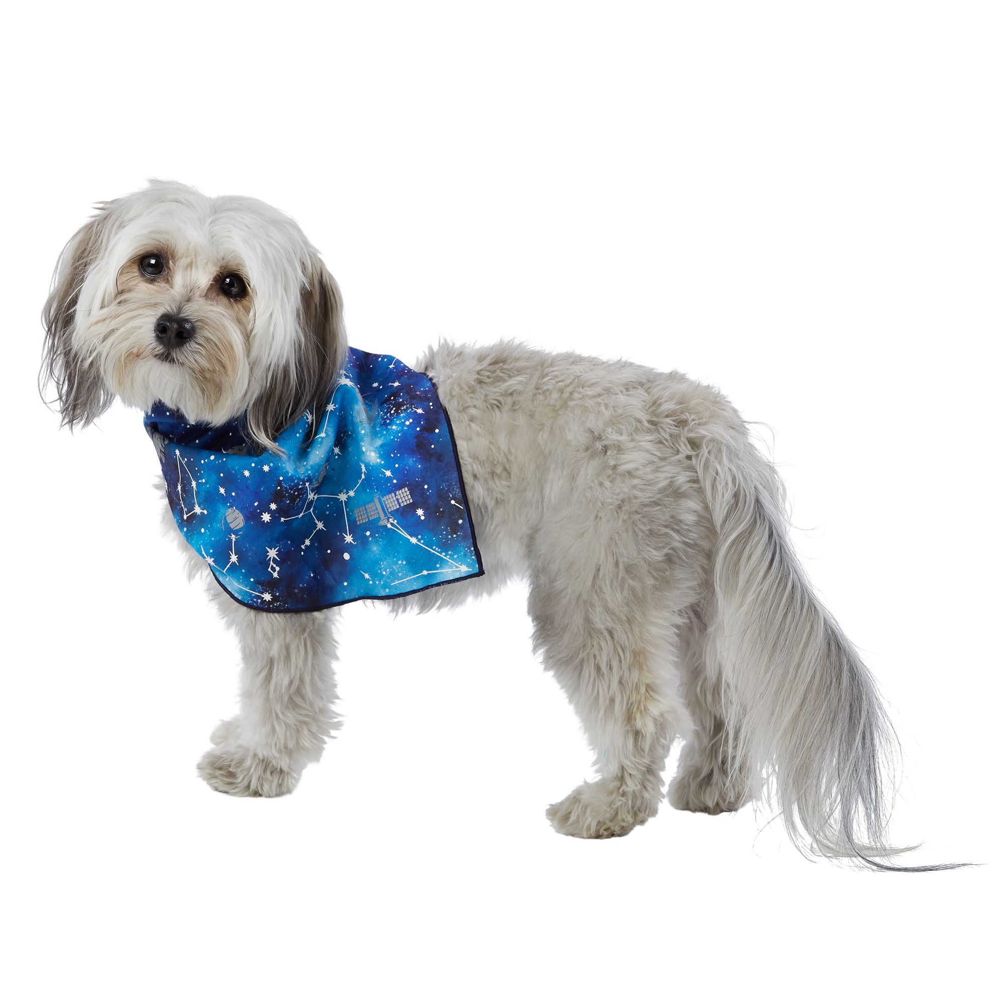 petsmart dog bandanas