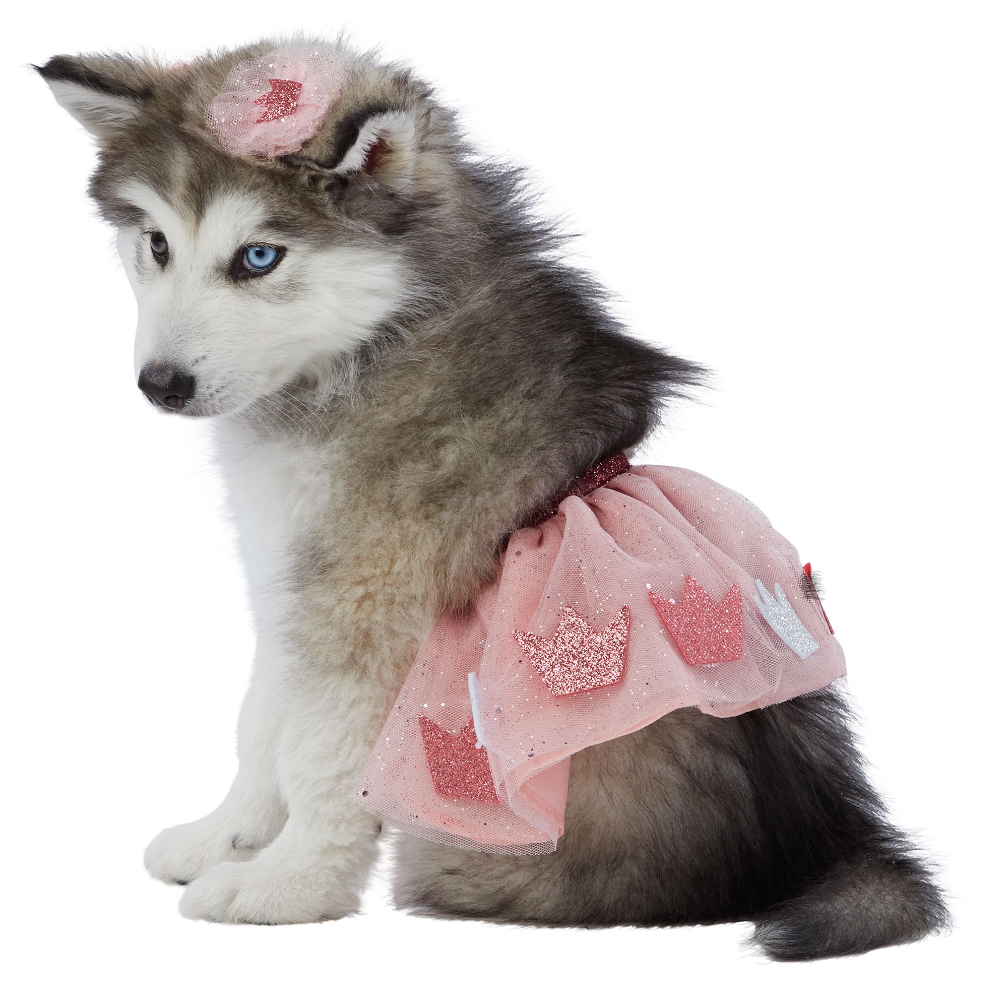 dog birthday hats petsmart