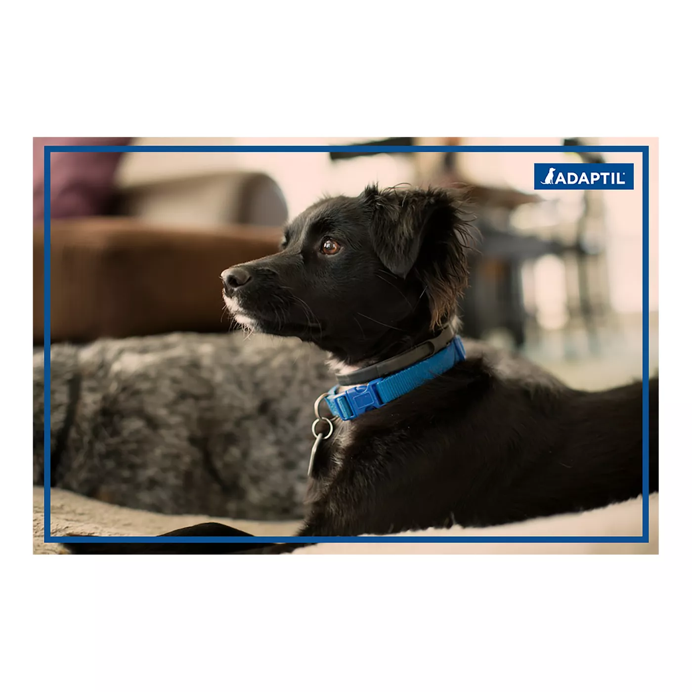 ADAPTIL 24 7 Calming Collar for Dogs Small Med Dogs and Puppies