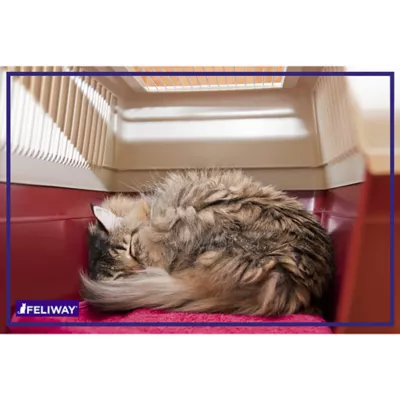 Product FELIWAY Classic Calming Spray for Cats