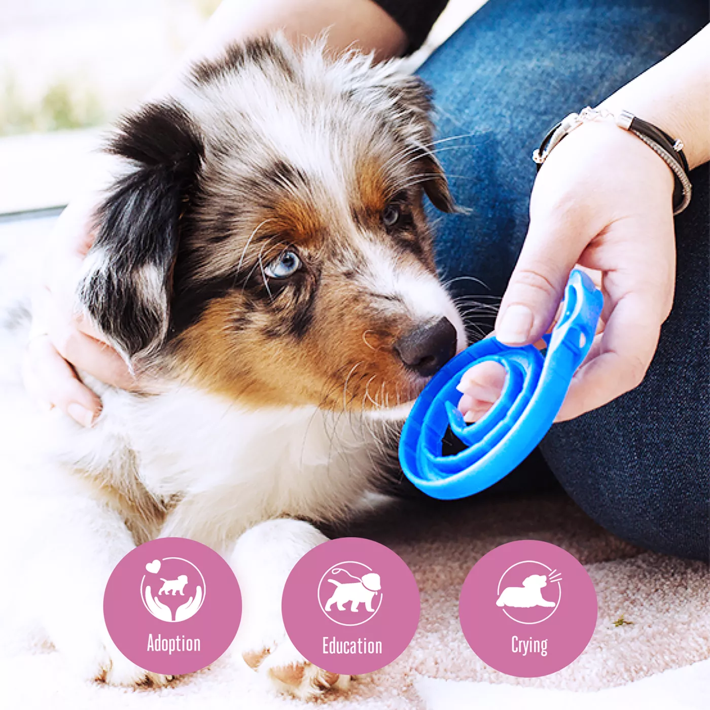 Calming collar for dogs petsmart hotsell