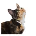 Whisker City® Gold Sprinkles Fast-Release Kitten Collar image thumbnail 2