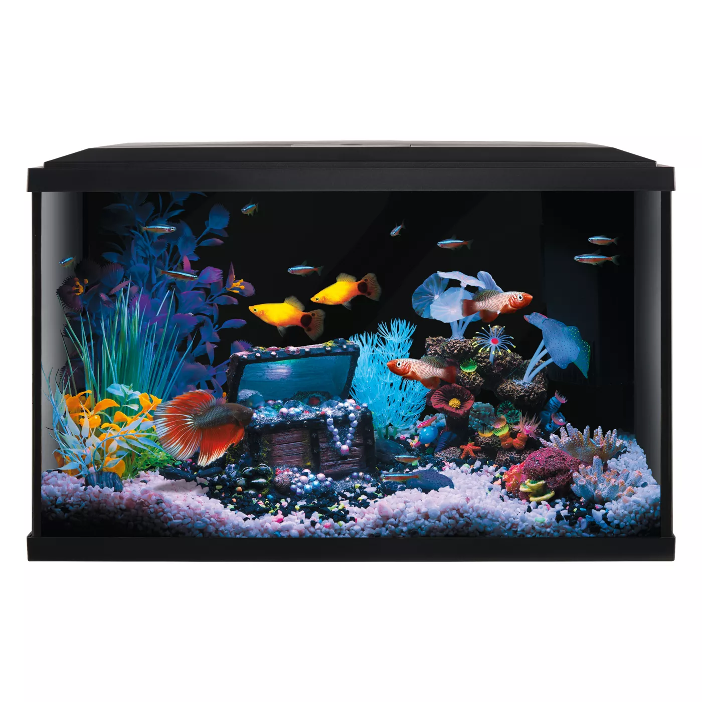 Fish tank sizes petsmart best sale