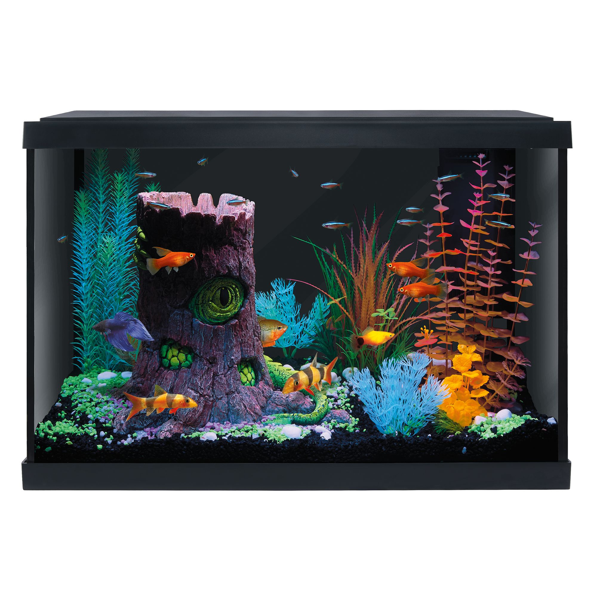 Top 10 Colorful Fish to Brighten Up Your Next Freshwater Aquarium – Aquarium  Co-Op