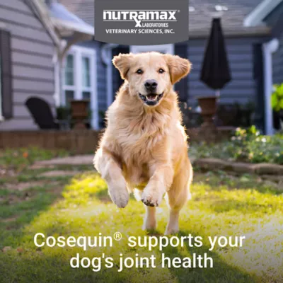 Product Nutramax® Cosequin® DS Joint Health Supplement for Dogs - Soft Chews with MSM & Boswellia