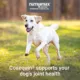 Product Nutramax® Cosequin® Maximum Strength Joint Health Supplement for Dogs - Chewable Tablets