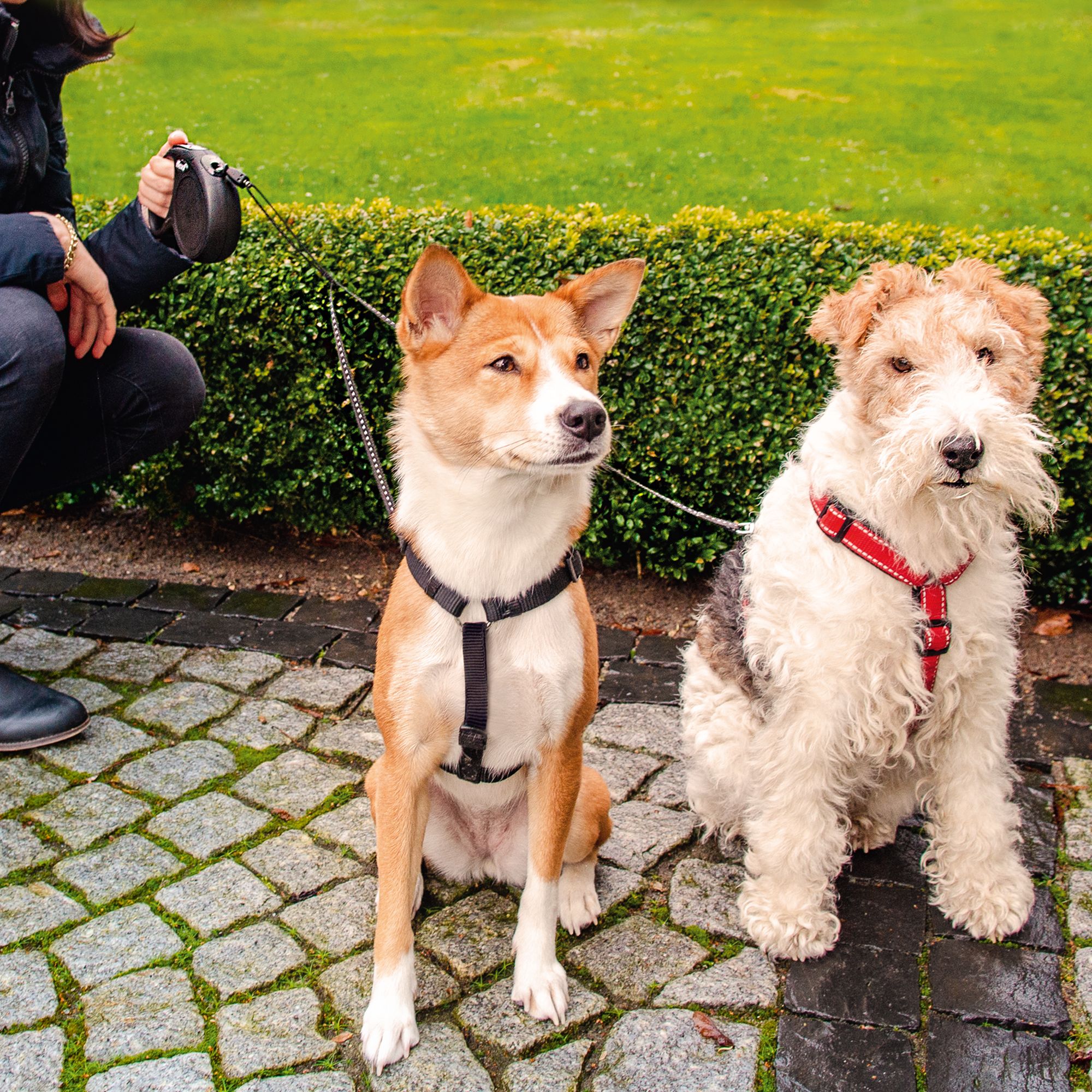 retractable dog collar