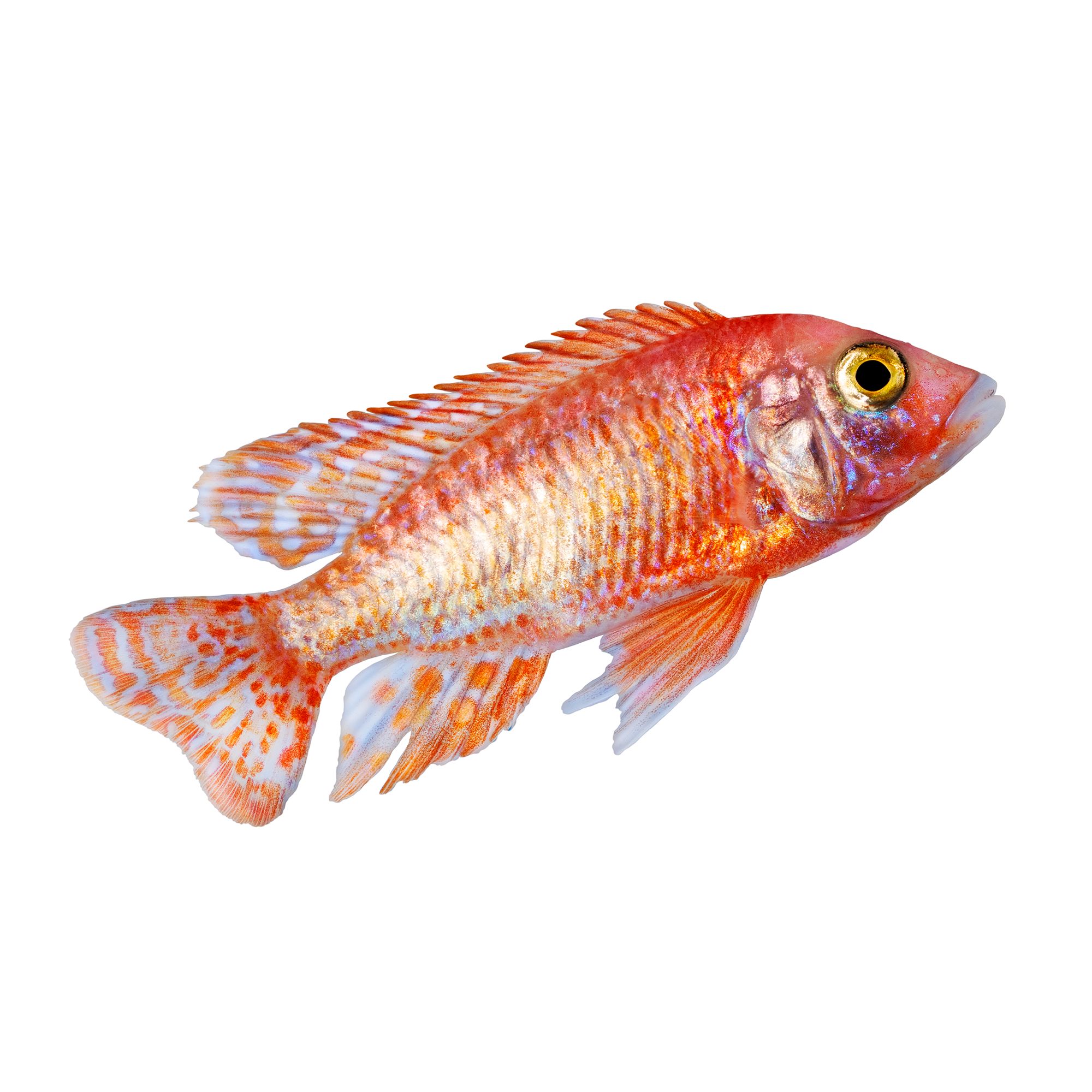 Petsmart tropical hot sale fish